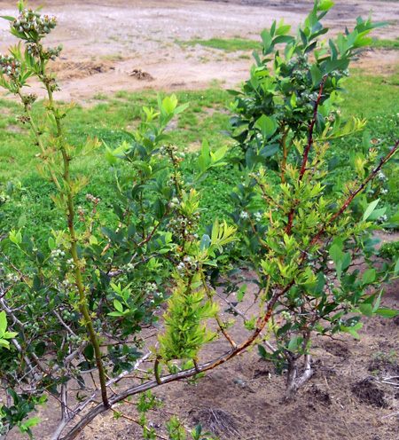 Glyphosate symptoms Glyphosate symptoms