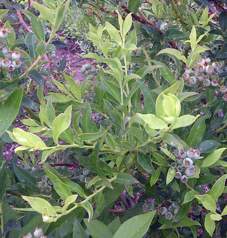 Glyphosate willow leaves Glyphosate willow leaves