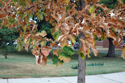 Drought-scorched tree leaves Drought-scorched tree leaves