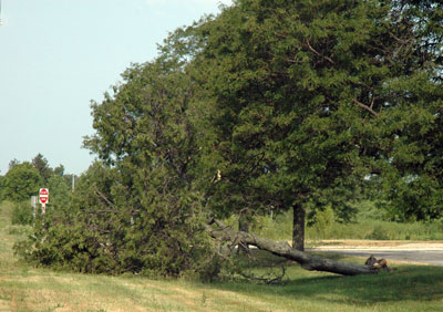 Tree fallen from root rot. Tree fallen from root rot.