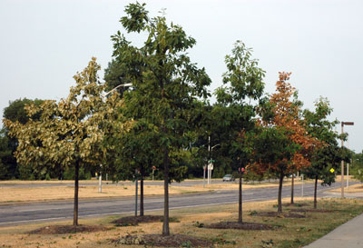 Trees under stress from drought. Trees under stress from drought.