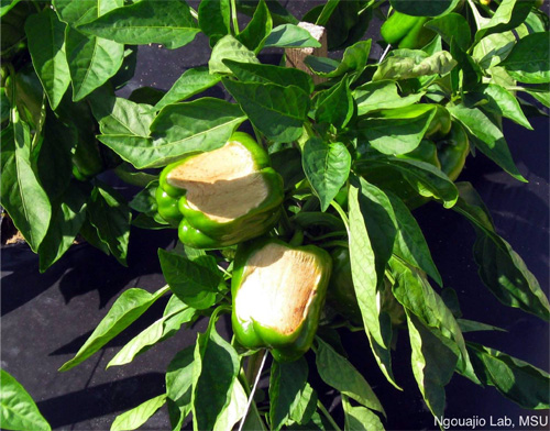 Fruit rot caused by sunburn Fruit rot caused by sunburn