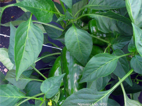 Dense canopy protects fruit from sunburn Dense canopy protects fruit from sunburn