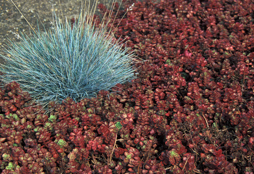 Blue Fescue Blue Fescue