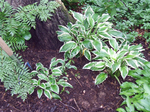Over mulched perennials Over mulched perennials