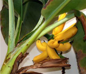 Bananas Bananas