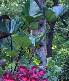 Elephant ear Elephant ear