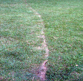 Grass damage Grass damage