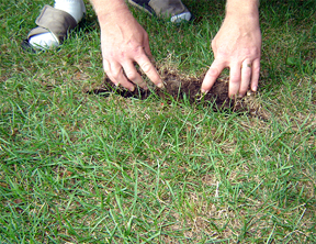 Grass damage Grass damage