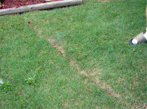 grass damage grass damage