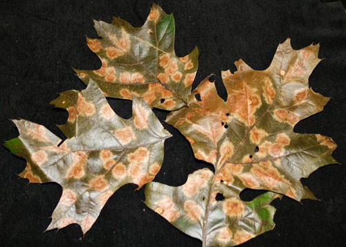 Tubakia leaf spot Tubakia leaf spot
