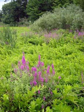 purple loosestrife purple loosestrife