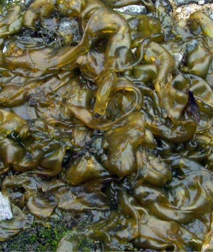 Close up of cyanobacteria Close up of cyanobacteria