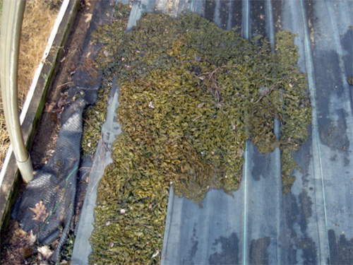 Cyanobacteria growing in a polyhouse Cyanobacteria growing in a polyhouse