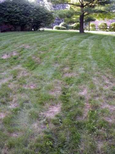 Chinch bug damage Chinch bug damage