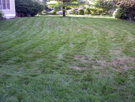 Chinch bug damage Chinch bug damage