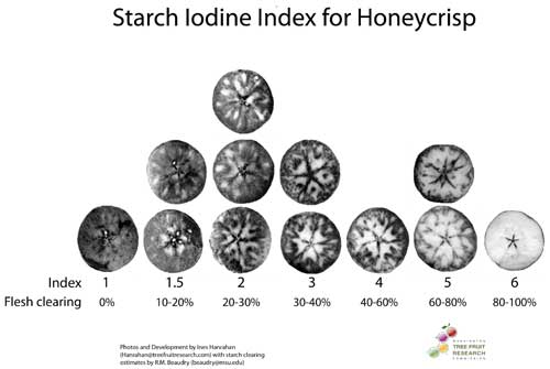 Starch Chart Starch Chart