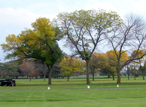 Trees Trees