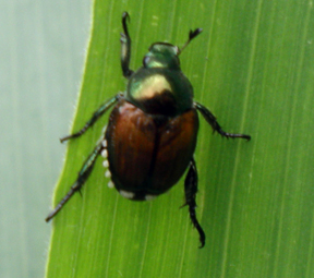 Japanese beetles on sweet corn Japanese beetles on sweet corn