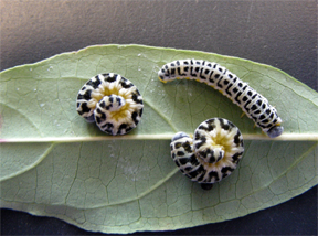 dogwood sawfly dogwood sawfly