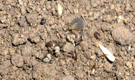 Remains of weed seeds Remains of weed seeds