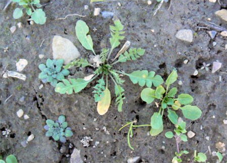 Field pennycress and sheperd's-purse weeds Field pennycress and sheperd's-purse weeds
