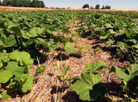 Strip tillage Strip tillage