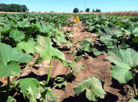 Conventional tillage Conventional tillage