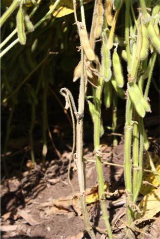 White mold symptoms White mold symptoms