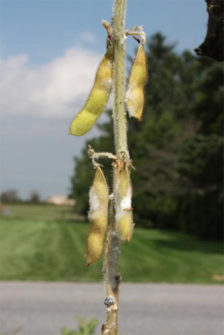 White mold symptoms White mold symptoms