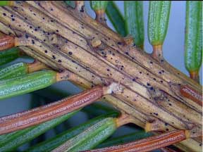 Setomelanomma fruiting bodies Setomelanomma fruiting bodies