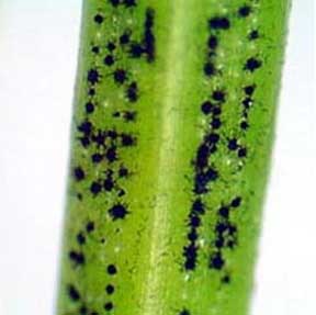 Stigmina fruiting bodies Stigmina fruiting bodies