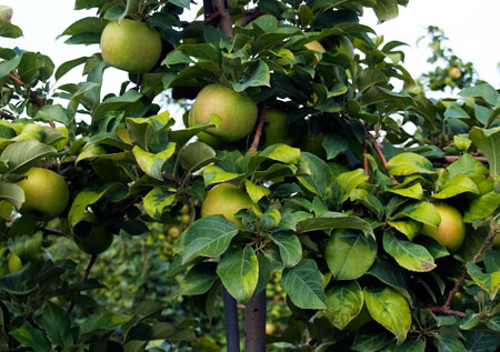 Honeycrisp leaf yellowing Honeycrisp leaf yellowing