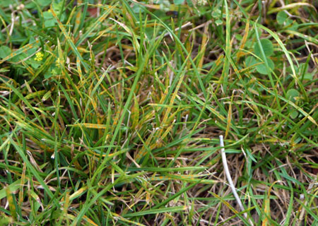 Rust on turf Rust on turf