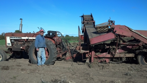 potato harvesting potato harvesting