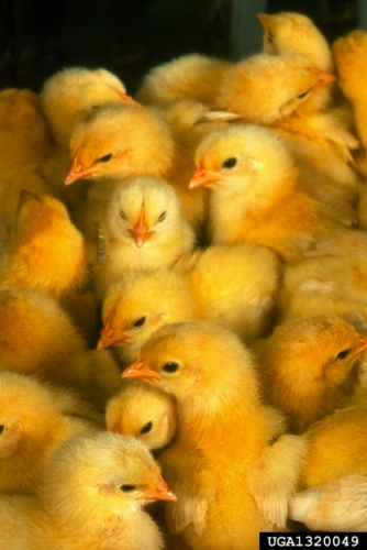 Baby chicks Baby chicks