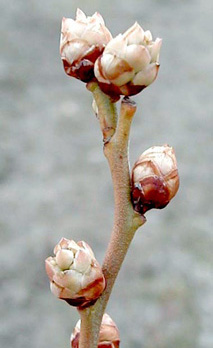 Bud break Bud break