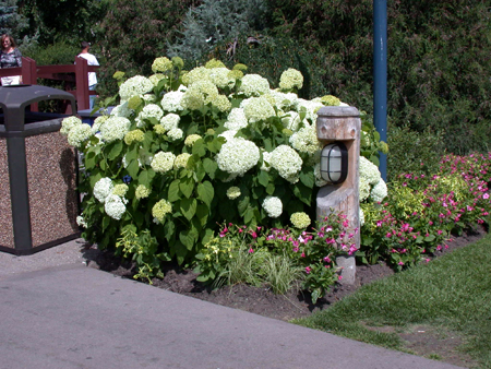 Summer-flowering Annabelle Hydrangea.  Summer-flowering Annabelle Hydrangea.
