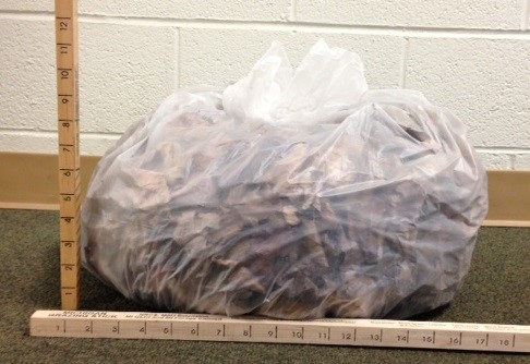 1.5 pounds of red maple leaves | Photo by Tom Guthrie, MSU Extension