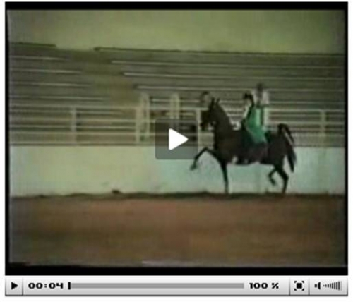 Video displaying the artificial gait of horses. Video displaying the artificial gait of horses.