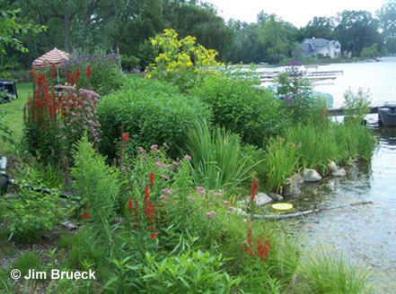 Naturalized shorelines help protect water quality Naturalized shorelines help protect water quality