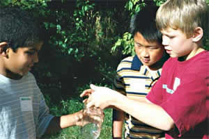 Collecting insects Collecting insects