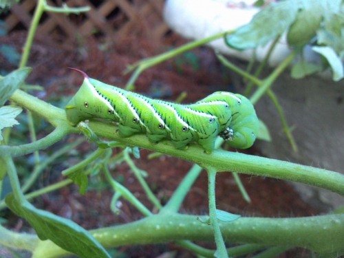 pictured: Tomato hornworm. Photo by Julie Pioch pictured: Tomato hornworm. Photo by Julie Pioch