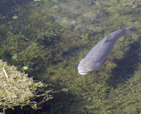Grass carp Grass carp