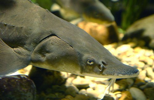 Lake Sturgeon image. Lake Sturgeon image.
