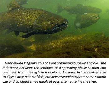 Weir salmon image. Weir salmon image.