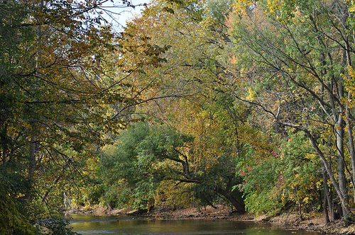 Michigan trees Michigan trees