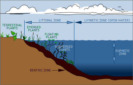 Lake zones. Used with permission from Water on the Web, 2009. Lake zones. Used with permission from Water on the Web, 2009.
