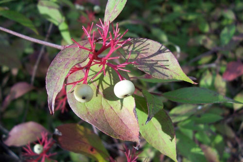 Red Osier Dogwood, otherwise known as the Red Twig Dogwood Red Osier Dogwood, otherwise known as the Red Twig Dogwood