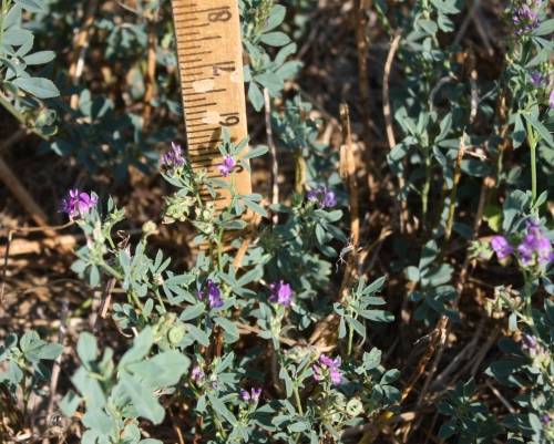This drought-stunted alfalfa plant has already set seed with stems less than six inches tall at the normal time for second cutting. This drought-stunted alfalfa plant has already set seed with stems less than six inches tall at the normal time for second cutting.